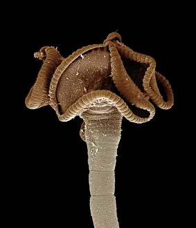 Worm Prints: Tapeworm from shark CHI0884