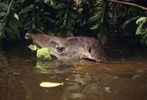 Tapir - eating vegetation while swimming through flooded forest