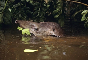 Tapir - eating vegetation while swimming through flooded forest Tapir - eating vegetation while swimming through flooded forest