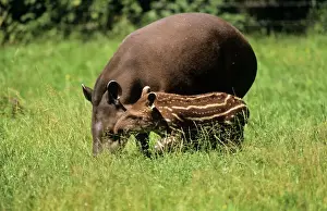 Grazing Prints: Tapir - mother & calf