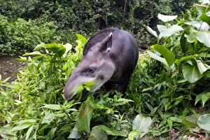 Images Dated 10th September 2006: tapir terrestre