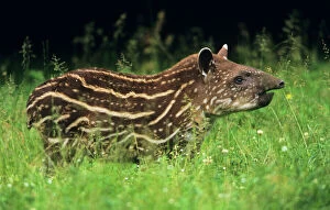 Tapir - young
