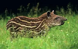 Tapir Prints: Tapir - young