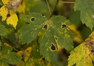 Disease Prints: Tar spot fungus on sycamore leaf, in autumn