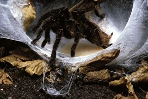 Tarantula / Bird-eating Spider - laying its eggs on a silk cocoon