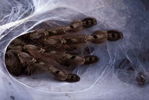 Tarantula / Bird-eating Spider - at nest