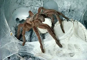 Protection Collection: Tarantula / Bird-eating Spider - at nest carrying egg cocoon