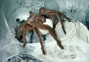 Protection Prints: Tarantula / Bird-eating Spider - at nest carrying egg cocoon