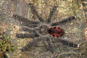 Images Dated 12th September 2007: Tarantula, Bird Spider - Allpahuayo Mishana National Reserve - Iquitos - Peru