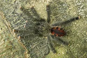Tarantulas Prints: Tarantula, Bird Spider - Allpahuayo Mishana National Reserve - Iquitos - Peru