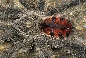 Abdomen Prints: Tarantula / Bird Spider - Allpahuayo Mishana National Reserve - Iquitos - Peru