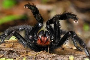 Images Dated 27th September 2007: Tarantula / Bird Spider - defense posture - San Cipriano Reserve - Cauca - Colombia