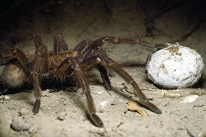 Images Dated 27th September 2011: Tarantula - with egg case in burrow - Amazonas - Venezuela