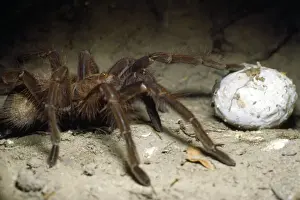 Venezuela Prints: Tarantula - with egg case in burrow - Amazonas - Venezuela