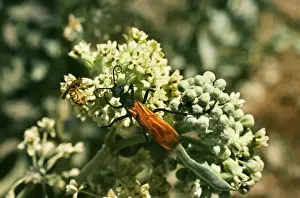 Wasps Prints: Tarantula Hawk Wasp