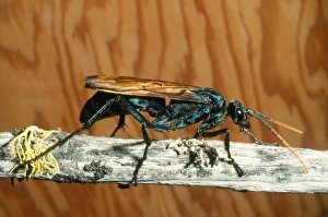 Images Dated 18th March 2008: Tarantula Hawk Wasp fam: Pompildae