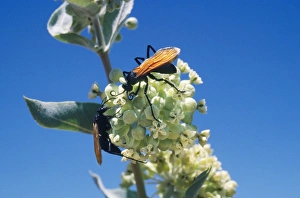 Images Dated 18th March 2008: Tarantula Hawk Wasp USA