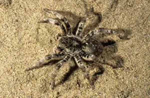 Tarantula - living in woods in river Tes-Hem valley June; near Erzin settlement, South Tuva, Russia Tu32. 3047