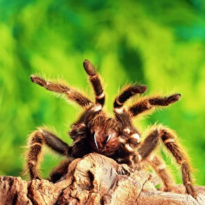 Spiders Collection: Tarantula Spider