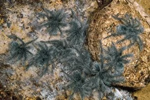 Images Dated 27th September 2011: Tarantula Spider - babies