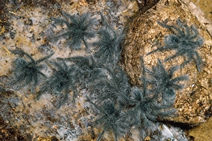 Images Dated 27th September 2011: Tarantula Spider - babies