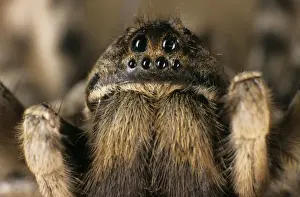 Russian Prints: Tarantula spider - close-up of face living in woods on river Tes-Hem bank