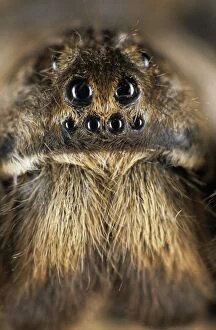 Spiders Collection: Tarantula spider - face, spider lives in burrow in woods in river Tes-Hem valley