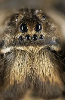 Russian Prints: Tarantula spider - face, spider lives in burrow in woods in river Tes-Hem valley