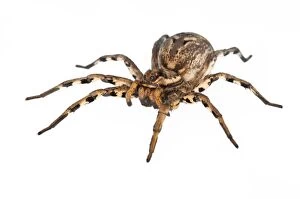 Images Dated 9th August 2015: Tarantula Wolf Spider female on white background