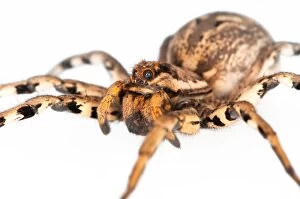 Images Dated 9th August 2015: Tarantula Wolf Spider on white background, side view