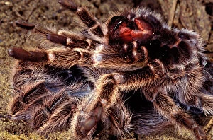 Spiders Collection: Tarentula / Baboon Spider - leaving its moulting