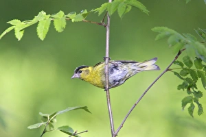 Images Dated 12th July 2005: TARIN DES AULNES MALE ( Carduelis spinus)