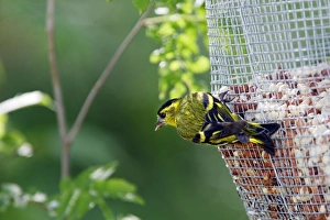 Images Dated 12th July 2005: TARIN DES AULNES MALE ( Carduelis spinus)