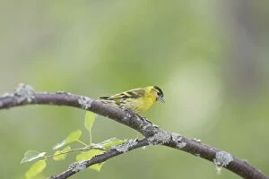 Images Dated 11th July 2005: TARIN DES AULNES MALE ( Carduelis spinus)