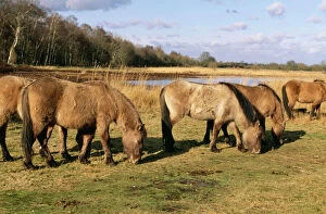 East Anglia Collection: Tarpan CK 2319 Wild Horses. Redgrave & Lopham Fen National reserve, Suffolk UK