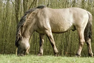 Polish Prints: Tarpan JPF 1353 Wild Horse © Jean-Paul Ferrero / ARDEA LONDON