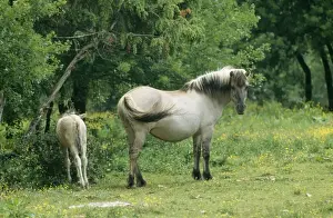 Poland Prints: Tarpan WAT 3209 Wild Horse © M. Watson / ARDEA LONDON