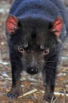 Images Dated 7th August 2012: Tasmanian Devil