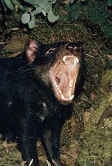 Images Dated 18th October 2011: Tasmanian Devil