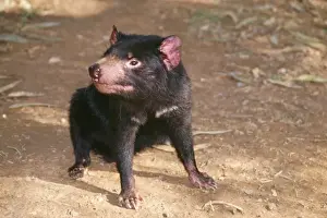 Tasmanian Devils Prints: Tasmanian Devil - absorbing warmth from winter sun
