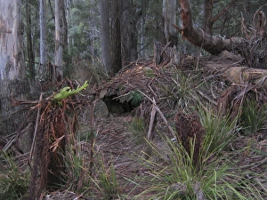 Tasmanian Devil - den area in typical bush habitat Tasmanian Devil - den area in typical bush habitat