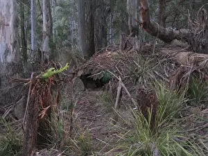 Tasmanian Devils Prints: Tasmanian Devil - den area in typical bush habitat Trowunna Wildlife Park