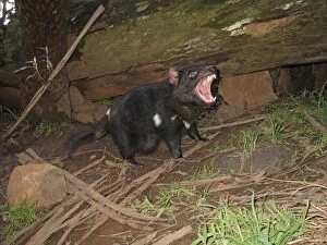 Approx Gallery: Tasmanian Devil - female with mouth open and young