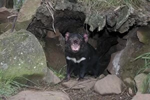 Images Dated 21st May 2004: Tasmanian Devil - female near entrance to den