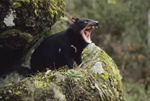 Tasmanian Devils Prints: Tasmanian Devil - With mouth wide open