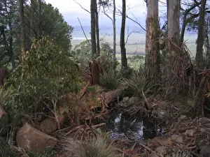 Tasmanian Devils Prints: Tasmanian Devil - in natural habitat