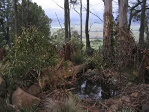 Tasmanian Devil - in natural habitat, Mole Creek