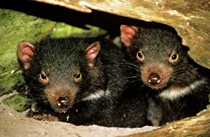 Marsupials Prints: Tasmanian devil - pair of young at den entrance Tasmania, Australia GST00344