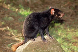 Tasmanian Devil - perched on rock enjoying sun