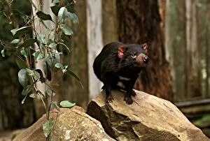 Tasmanian devil (Sarcophilus harrisii) study animal standing on rock after release into native habitat